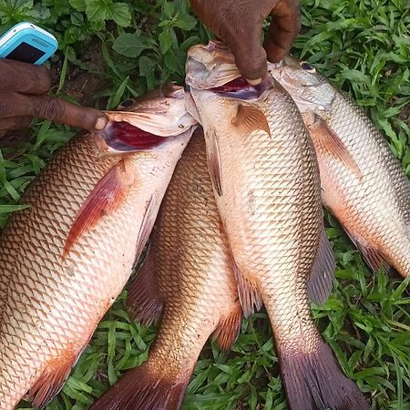 Residence Callens Kribi Kültér fotó